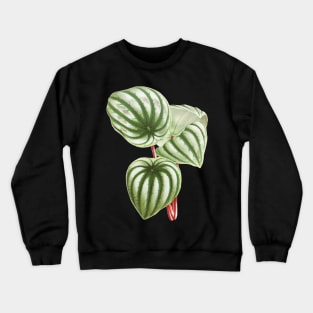 Watermelon Peperomia - Botanical Illustration Crewneck Sweatshirt